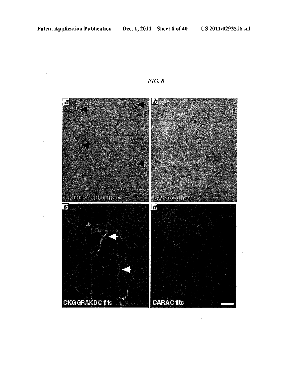 COMPOSITIONS AND METHODS OF USE OF TARGETING PEPTIDES AGAINST PLACENTA AND     ADIPOSE TISSUES - diagram, schematic, and image 09