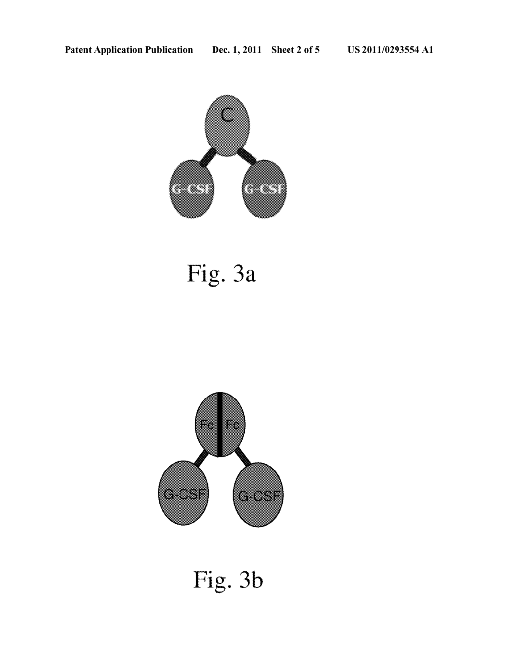 RECOMBINANT HUMAN G-CSF DIMER AND USE THEREOF FOR THE TREATMENT OF     NEUROLOGICAL DISEASES - diagram, schematic, and image 03