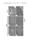 ANTIBODY FORMULATION diagram and image