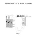 ANTI-HUMAN CLCP1 ANTIBODY AND USE THEREOF diagram and image