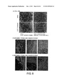 ANTI-HUMAN CLCP1 ANTIBODY AND USE THEREOF diagram and image