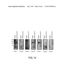 ANTI-HUMAN CLCP1 ANTIBODY AND USE THEREOF diagram and image
