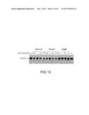 ANTI-HUMAN CLCP1 ANTIBODY AND USE THEREOF diagram and image