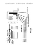 ANTI-HUMAN CLCP1 ANTIBODY AND USE THEREOF diagram and image