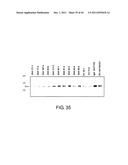 ANTI-HUMAN CLCP1 ANTIBODY AND USE THEREOF diagram and image