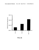 ANTI-HUMAN CLCP1 ANTIBODY AND USE THEREOF diagram and image