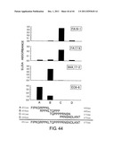 ANTI-HUMAN CLCP1 ANTIBODY AND USE THEREOF diagram and image