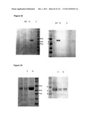 CROSS-SPECIES-SPECIFIC PSMAxCD3 BISPECIFIC SINGLE CHAIN ANTIBODY diagram and image