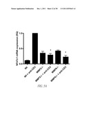 COMPOUNDS AND METHODS FOR INHIBITING MMP2 AND MMP9 diagram and image