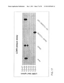 In Vivo Activation of Antigen Presenting Cells for Enhancement of Immune     Responses Induced by Virus Like Particles diagram and image