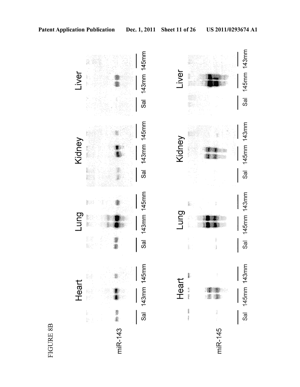 MICRO-RNAs THAT MODULATE SMOOTH MUSCLE PROLIFERATION AND DIFFERENTIATION - diagram, schematic, and image 12