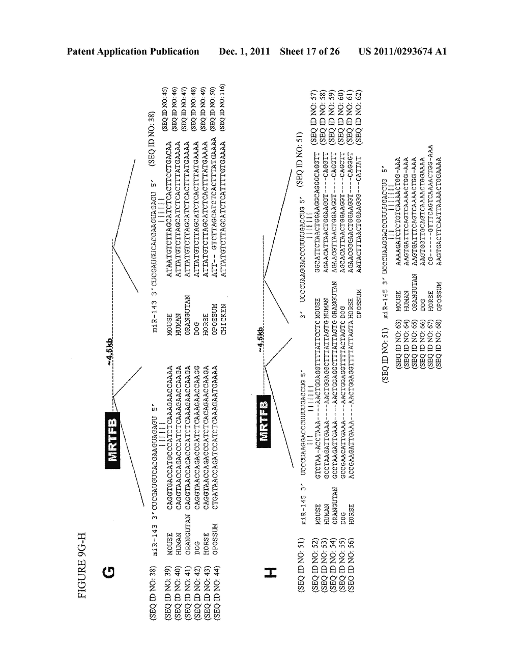 MICRO-RNAs THAT MODULATE SMOOTH MUSCLE PROLIFERATION AND DIFFERENTIATION - diagram, schematic, and image 18