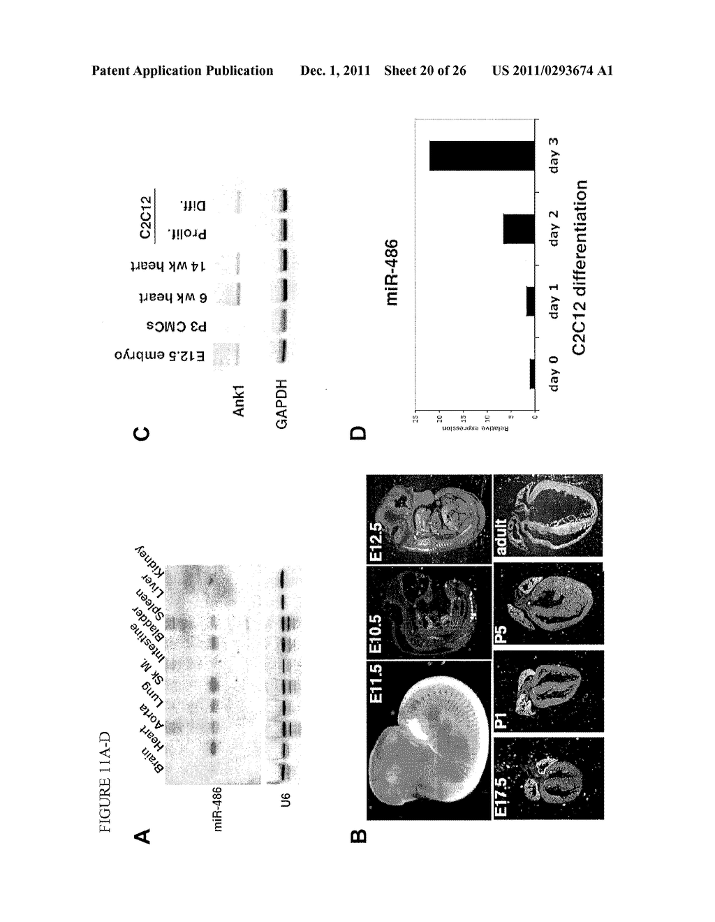 MICRO-RNAs THAT MODULATE SMOOTH MUSCLE PROLIFERATION AND DIFFERENTIATION - diagram, schematic, and image 21