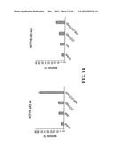 Modulation of Gsk-3Beta and Method of Treating Proliferative Disorders diagram and image