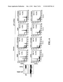 Modulation of Gsk-3Beta and Method of Treating Proliferative Disorders diagram and image