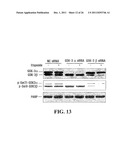 Modulation of Gsk-3Beta and Method of Treating Proliferative Disorders diagram and image