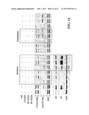 Modulation of Gsk-3Beta and Method of Treating Proliferative Disorders diagram and image