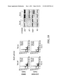 Modulation of Gsk-3Beta and Method of Treating Proliferative Disorders diagram and image