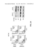 Modulation of Gsk-3Beta and Method of Treating Proliferative Disorders diagram and image