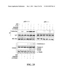 Modulation of Gsk-3Beta and Method of Treating Proliferative Disorders diagram and image