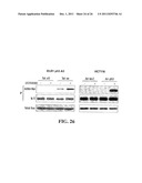 Modulation of Gsk-3Beta and Method of Treating Proliferative Disorders diagram and image