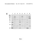 BARLEY AND MALT-DERIVED BEVERAGES WITH LOW DMS LEVEL diagram and image