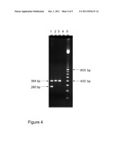 METHODS FOR DETERMINING THE PRESENCE OR ABSENCE OF ELITE EVENT RF-BN1 IN     BRASSICA PLANT MATERIAL diagram and image