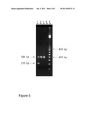 METHODS FOR DETERMINING THE PRESENCE OR ABSENCE OF ELITE EVENT RF-BN1 IN     BRASSICA PLANT MATERIAL diagram and image