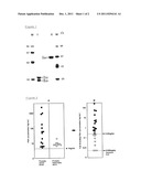 METHOD FOR ANALYZING PSA AND METHOD FOR DISTINGUISHING PROSTATE CANCER     FROM PROSTATIC HYPERTROPHY USING THAT METHOD FOR ANALYZING PSA diagram and image