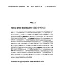 INCREASED PRODUCTION OF ASPARTIC PROTEASES IN FILAMENTOUS FUNGAL CELLS diagram and image