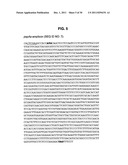 INCREASED PRODUCTION OF ASPARTIC PROTEASES IN FILAMENTOUS FUNGAL CELLS diagram and image