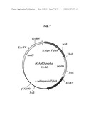 INCREASED PRODUCTION OF ASPARTIC PROTEASES IN FILAMENTOUS FUNGAL CELLS diagram and image