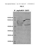 INCREASED PRODUCTION OF ASPARTIC PROTEASES IN FILAMENTOUS FUNGAL CELLS diagram and image