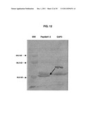 INCREASED PRODUCTION OF ASPARTIC PROTEASES IN FILAMENTOUS FUNGAL CELLS diagram and image