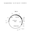 INCREASED PRODUCTION OF ASPARTIC PROTEASES IN FILAMENTOUS FUNGAL CELLS diagram and image