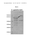 INCREASED PRODUCTION OF ASPARTIC PROTEASES IN FILAMENTOUS FUNGAL CELLS diagram and image