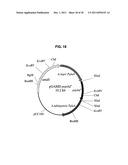 INCREASED PRODUCTION OF ASPARTIC PROTEASES IN FILAMENTOUS FUNGAL CELLS diagram and image