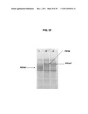 INCREASED PRODUCTION OF ASPARTIC PROTEASES IN FILAMENTOUS FUNGAL CELLS diagram and image