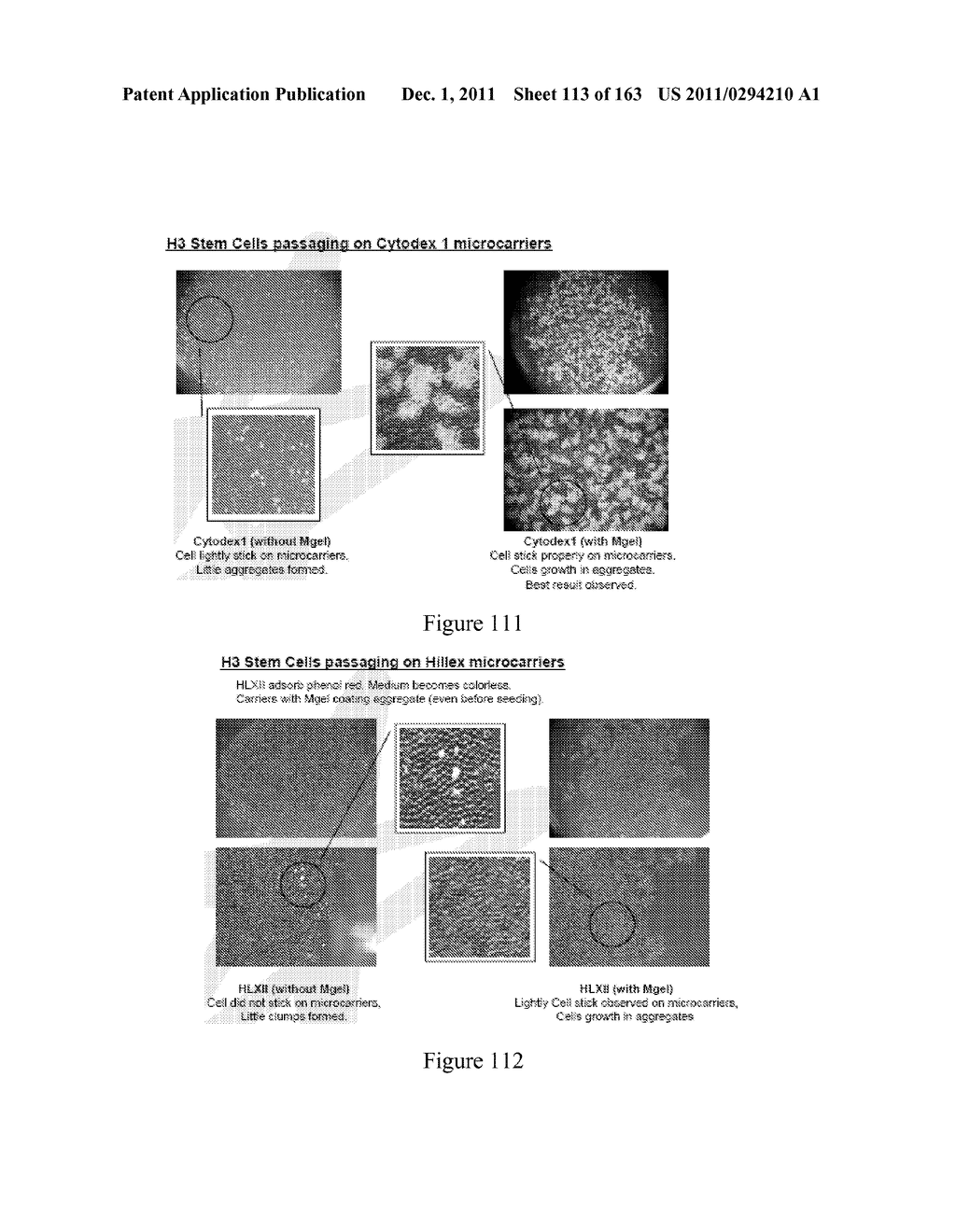 Microcarriers for Stem Cell Culture - diagram, schematic, and image 114