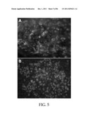 HEPATOCYTE LINEAGE CELLS diagram and image