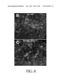 HEPATOCYTE LINEAGE CELLS diagram and image