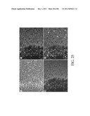 HEPATOCYTE LINEAGE CELLS diagram and image