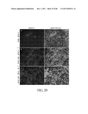 HEPATOCYTE LINEAGE CELLS diagram and image