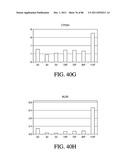 HEPATOCYTE LINEAGE CELLS diagram and image