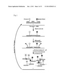 MODIFIED RNASE H AND DETECTION OF NUCLEIC ACID AMPLIFICATION diagram and image