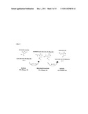 MODIFIED RNASE H AND DETECTION OF NUCLEIC ACID AMPLIFICATION diagram and image