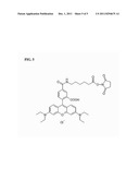 NOVEL COMBINATION OF FLUORESCENT DYES FOR THE DETECTION OF NUCLEIC ACIDS diagram and image