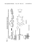 APRATOXIN THERAPEUTIC AGENTS: MECHANISM AND METHODS OF TREATMENT diagram and image