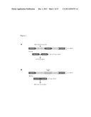 Means and methods for counteracting muscle disorders diagram and image