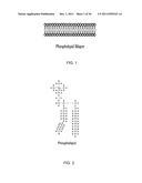 NEAR-INFRARED ELECTROMAGNETIC MODIFICATION OF CELLULAR STEADY-STATE     MEMBRANE POTENTIALS diagram and image